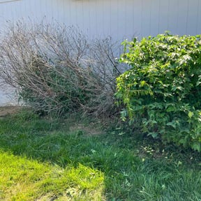 Bush Trimming by Jerrod &amp; Sons Hauling Towing and Landscaping Services LLC reviewed on April 7, 2025