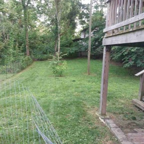 Leaf Removal by Betts Greenery reviewed on June 26, 2022