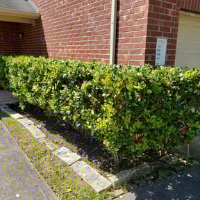 Bush Trimming by David landscaping services reviewed on March 10, 2025