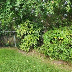 Bush Trimming by Felicianos Lawn Maintenance LLC reviewed on February 20, 2024