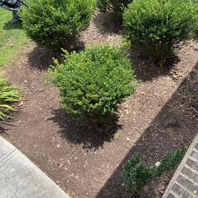 Flower Bed Weeding by 10 yards lawnmowing reviewed on June 23, 2022