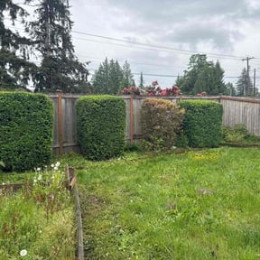 Bush Trimming by Big Boy Landscaping reviewed on July 19, 2025