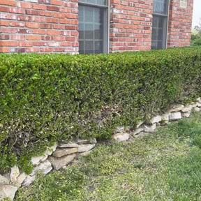 Bush Trimming by Mca mowing and lawn maintenance LLC reviewed on April 27, 2022