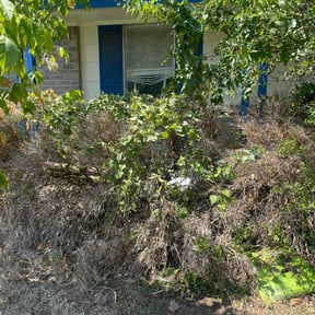 Bush Trimming by Carrate Landscaping LLC reviewed on December 19, 2021