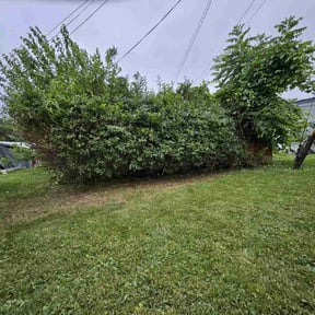 Bush Trimming by Lawn services reviewed on July 19, 2022