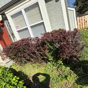 Bush Trimming by BD's Platinum Lawncare LLC reviewed on October 8, 2021