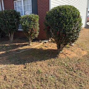 Bush Trimming by Blue Hen lawn care reviewed on April 13, 2022