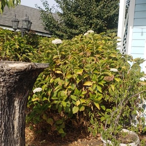 Cleanups by IMPAKT Lawn Solutions reviewed on July 19, 2022