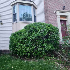 Bush Trimming by Scube and Sons reviewed on December 21, 2024