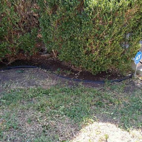 Bush Trimming by Go Green Garza Solutions reviewed on March 12, 2025
