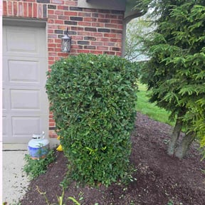 Bush Trimming by LSLTDallas/FortWorthTruGreen reviewed on June 11, 2025