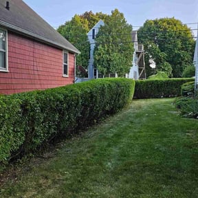 Bush Trimming by Black-out lawn reviewed on March 29, 2022