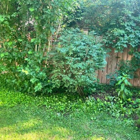 Bush Trimming by Rusted Vine reviewed on July 7, 2022