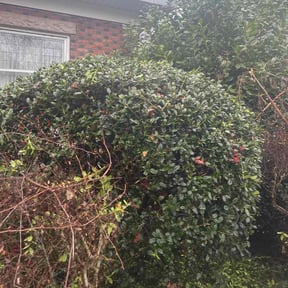 Bush Trimming by Marvin's Services LLC reviewed on June 27, 2022