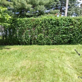 Bush Trimming by Smack Down lawns and tractor services reviewed on July 25, 2022