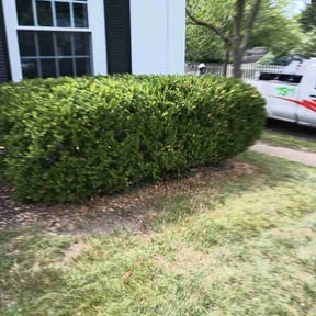 Bush Trimming by Mow-Hawk lawn service reviewed on June 2, 2022