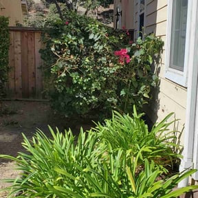 Bush Trimming by The Lawn Barber reviewed on May 23, 2025