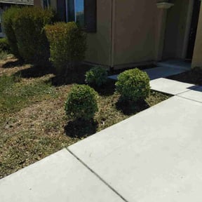 Bush Trimming by Green Pride Landscape Maintenance LLC reviewed on July 30, 2022