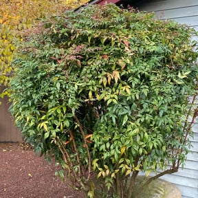 Bush Trimming by KASCO COMPANY reviewed on November 16, 2024