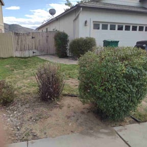 Bush Trimming by MNS Services reviewed on January 3, 2025