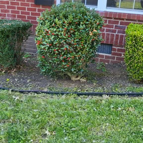 Leaf Removal by Anton Lawn Care reviewed on August 6, 2024