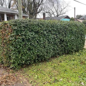 Bush Trimming by SolidDustLawns LLC reviewed on June 17, 2022