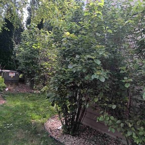 Bush Trimming by De-mo mowing reviewed on July 22, 2025