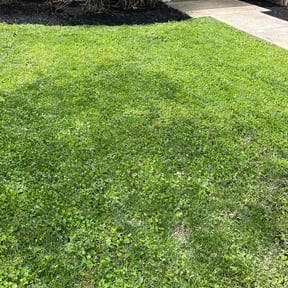 Mulching by Anton Lawn Care reviewed on May 1, 2025
