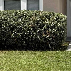 Bush Trimming by Norman Boys Lawn Care reviewed on September 9, 2021