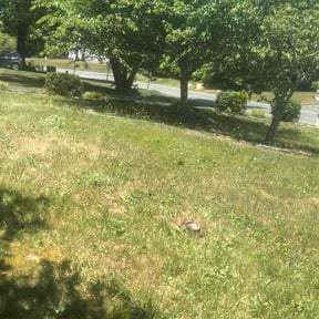 Leaf Removal by Peña lawn service reviewed on August 4, 2022