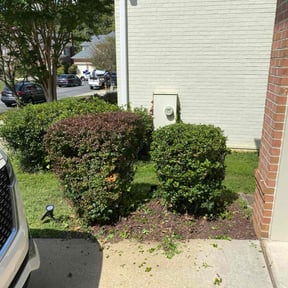 Bush Trimming by Fasst Landscapes reviewed on October 13, 2022
