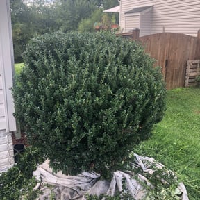 Bush Trimming by CF Landscaping &amp; Tree LLC reviewed on May 7, 2025