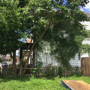 Bush Trimming by Jay R reviewed on July 23, 2025