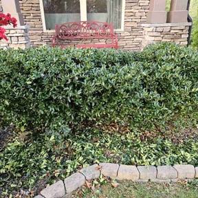 Bush Trimming by Yard pro reviewed on August 23, 2024