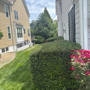 Bush Trimming by All Season's reviewed on July 14, 2022