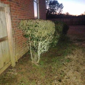 Bush Trimming by Top level lawn reviewed on April 4, 2025