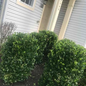 Landscaping by Visions Landscaping reviewed on May 17, 2022