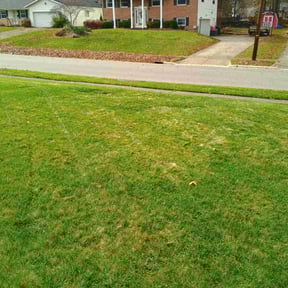 Leaf Removal by Cornerstone Lawncare LLC reviewed on May 7, 2022