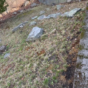 Leaf Removal by ALTEX reviewed on May 18, 2022