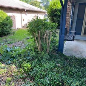Bush Trimming by Quality cuts lawn care reviewed on June 1, 2022