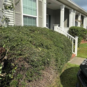 Bush Trimming by LSLTDallas/FortWorthTruGreen reviewed on June 17, 2025