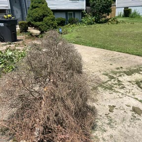 Bush Trimming by 66landscaping LLC reviewed on October 25, 2022