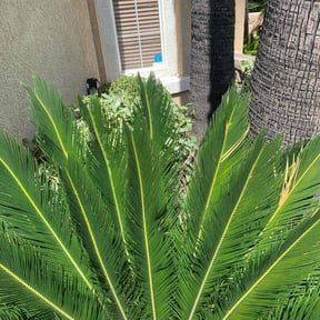 Bush Trimming by Cedarpine greenscapes reviewed on August 7, 2024