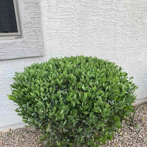 Bush Trimming by E&E Landscape Services reviewed on November 15, 2024