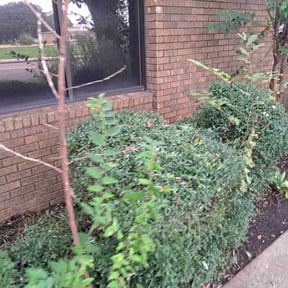 Bush Trimming by Mr. Mow it all reviewed on May 12, 2022