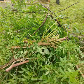 Bush Trimming by Reimagine lawn service reviewed on April 23, 2025