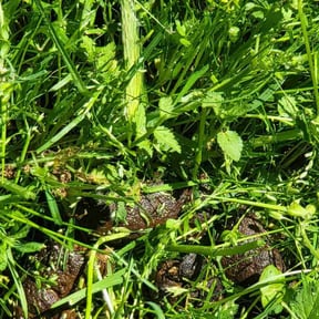Cleanups by Sac lawn care services reviewed on March 31, 2025