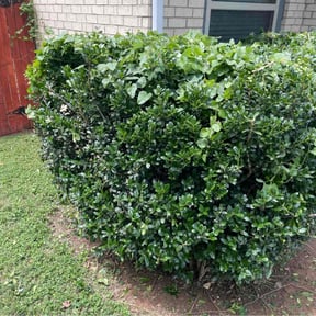 Bush Trimming by Custom Cuts Lawn Care reviewed on June 6, 2022