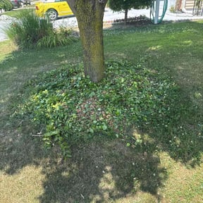 Bush Trimming by Tilcco reviewed on June 22, 2022