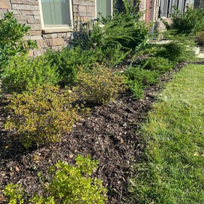 Weed Pulling by Bush wackers reviewed on July 20, 2021